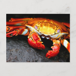 Galapagos Crab Briefkaart