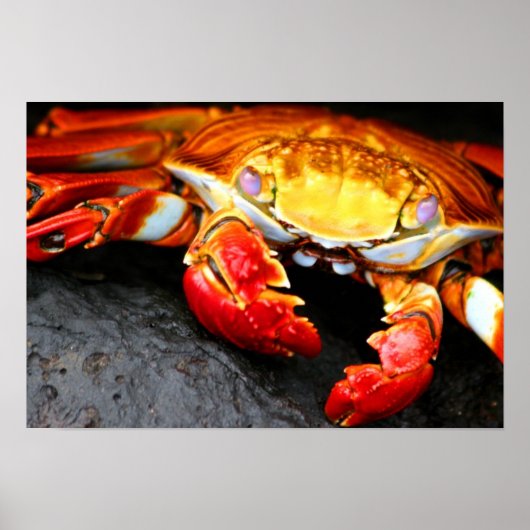 Galapagos Crab Poster (Voorkant)