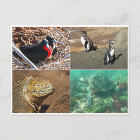 galapagos dier vier briefkaart (Voorkant)