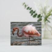 Galapagos-eilanden Flamingo Briefkaart (Staand voorkant)