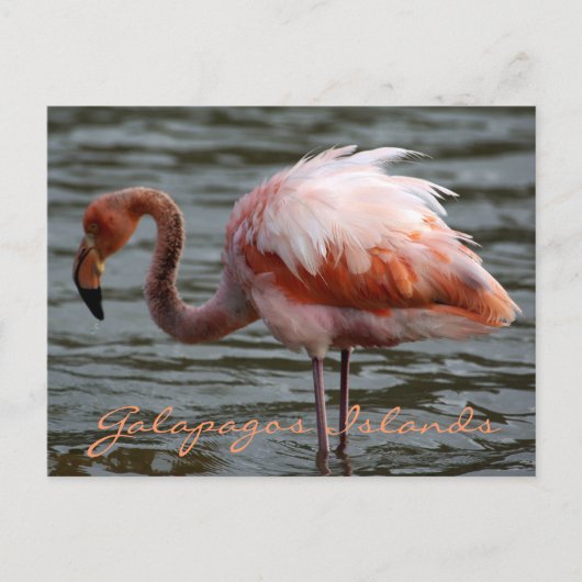 Galapagos-eilanden Flamingo Briefkaart (Voorkant)