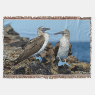 Galapagos-eilanden, Isabela eiland Deken