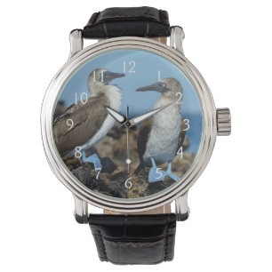 Galapagos-eilanden, Isabela eiland Horloge