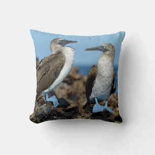 Galapagos-eilanden, Isabela eiland Kussen