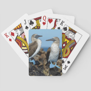 Galapagos-eilanden, Isabela eiland Speelkaarten