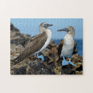 Galapagos Eilanden, Isabela Legpuzzel