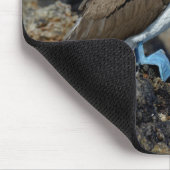 Galapagos Eilanden, Isabela Muismat (Hoek)