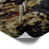 Galapagos Eilanden, Isabela Poster (Hoek)