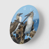 Galapagos Eilanden, Isabela Ronde Klok (Hoek)