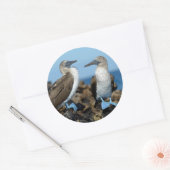 Galapagos Eilanden, Isabela Ronde Sticker (Envelop)