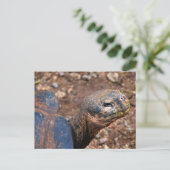 Galapagos Giant Tortoise Briefkaart (Staand voorkant)