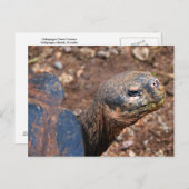 Galapagos Giant Tortoise Briefkaart (Voorkant / Achterkant)