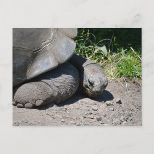 Galapagos Giant Tortoise Briefkaart
