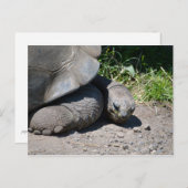 Galapagos Giant Tortoise Carte postale (Devant / Derrière)