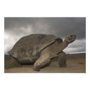 Galapagos Giant Tortoise Geochelone Foto Afdruk