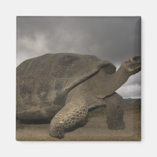 Galapagos Giant Tortoise Geochelone Magneet