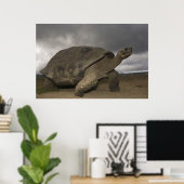 Galapagos Giant Tortoise Geochelone Poster (Thuiskantoor)