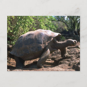 Galapagos Giant Tortoise (type Dome-Shaped) walkin Briefkaart