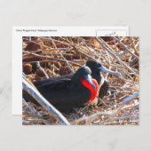 galapagos grote broedvogels briefkaart (Voorkant / Achterkant)