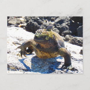 galapagos iguana glimlach briefkaart