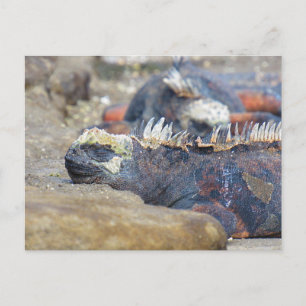 galapagos iguana slaap briefkaart