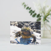 galapagos iguana sourire carte postale (Debout devant)