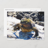 galapagos iguana sourire carte postale (Devant / Derrière)