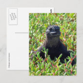 galapagos marine iguana green briefkaart (Voorkant / Achterkant)