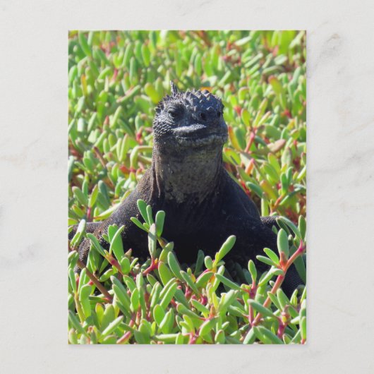 galapagos marine iguana green briefkaart (Voorkant)