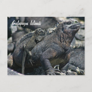 Galapagos Marine Iguana met baby Briefkaart