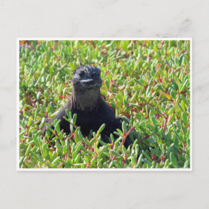 Galapagos-marine leguaan briefkaart