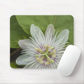 Galapagos Passiebloem Passiflora foetida Muismat (Met muis)