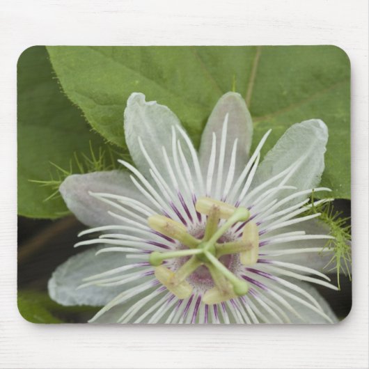 Galapagos Passiebloem Passiflora foetida Muismat (Voorkant)