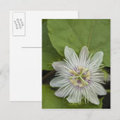 Galapagos Passion Flower Passiflora foetida Briefkaart (Voorkant / Achterkant)