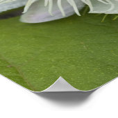 Galapagos Passion Flower Passiflora foetida Poster (Hoek)