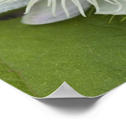 Galapagos Passion Flower Passiflora foetida Poster (Hoek)