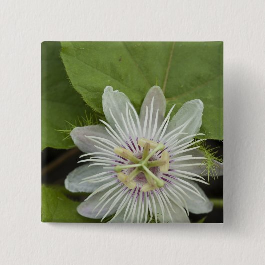 Galapagos Passion Flower Passiflora foetida Vierkante Button 5,1 Cm (Voorkant)