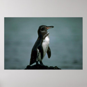 Galapagos Penguin on Lava Rock Poster
