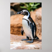 Galapagos-pinguïn Poster (Voorkant)