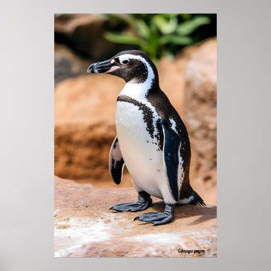 Galapagos-pinguïn Poster (Voorkant)