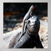 Galapagos Poster (Voorkant)