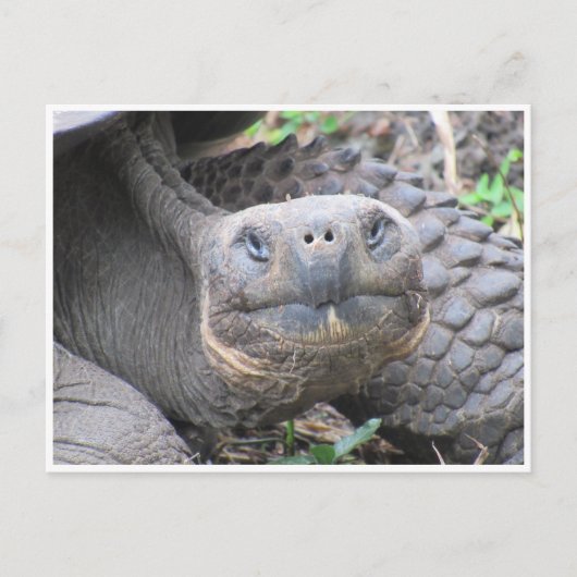 galapagos reusachtige schildpad briefkaart (Voorkant)