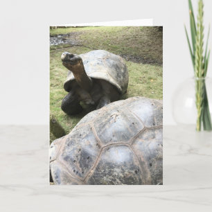 Galapagos schildpad wenskaart #2 (Grappig van binn Kaart