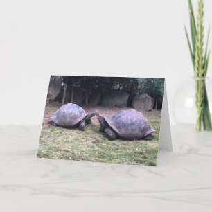 galapagos schildpad wenskaart kaart