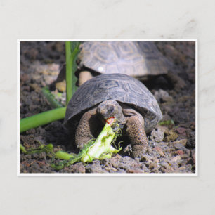 galapagos tortoise baby briefkaart