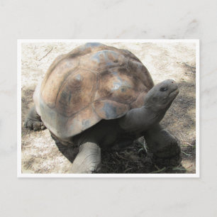 galápagos tortoise briefkaart