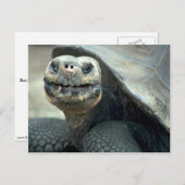 Galapagos Tortoise Briefkaart (Voorkant / Achterkant)