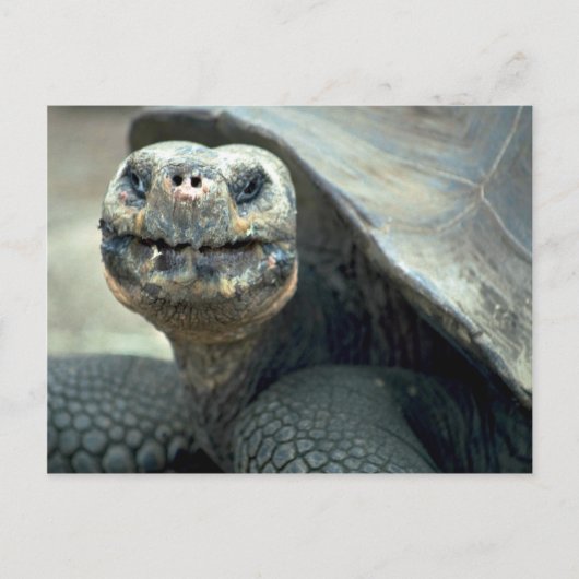 Galapagos Tortoise Briefkaart (Voorkant)