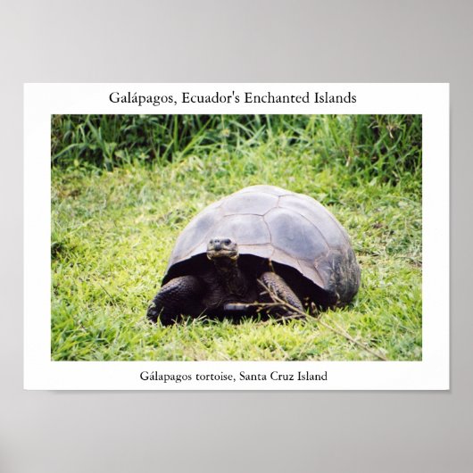 Galápagos tortoise, hoe groot hij ook wil zijn poster (Voorkant)