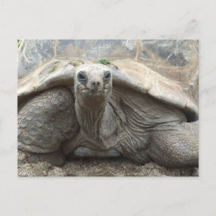 Galapagos Tortoise Postcard Briefkaart